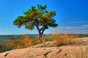 Autumn Tree Photograph by Anthony Sacco
