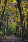 Autumn Trees Alley Photograph by Sebastian Musial Autumn Trees Alley Photograph by Sebastian Musial