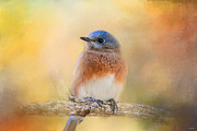 Autumn's Treasure Photograph by Jai Johnson
