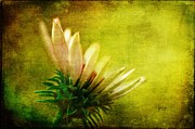 Awakening Photograph by Lois Bryan
