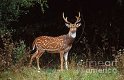 Axis Deer Or Chital Photograph by Art Wolfe Axis Deer Or Chital Photograph by Art Wolfe