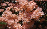 Azalea Flower Photograph by Retro Images Archive