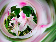 Azalea Swirl Photograph by Penny Lisowski