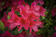 Azaleas 1 Photograph by Penny Lisowski