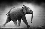 Baby Elephant running Photograph by Johan Swanepoel