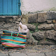 Baby Llama In A Handbag Photograph by Chris Carruth Baby Llama In A Handbag Photograph by Chris Carruth