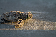 Baby Loggerhead Sea Turtle Amelia Island Florida Photograph by Dawna Moore Photography