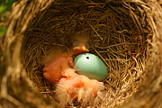 Baby Robins2 Photograph by Loni Collins