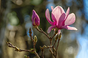 Background Magic Photograph by Penny Lisowski