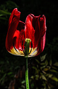 Backlit Tulip Photograph by Michael Goyberg