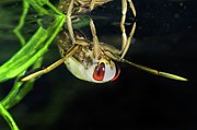 Backswimmer Nymph Photograph by Science Photo Library