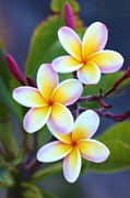Backyard Plumeria Photograph by Jade Moon