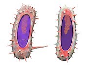 Bacterial Conjugation Photograph by Science Photo Library