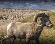 Badlands Bighorn Ram Photograph by Randall Nyhof Badlands Bighorn Ram Photograph by Randall Nyhof