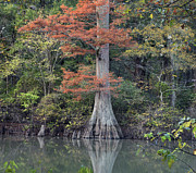 Bald Cypress In White River Nrw Arkansas Photograph by Tim Fitzharris