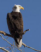 Bald Eagle 1 Photograph by Rob Graham