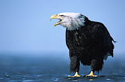 Bald Eagle Calling Photograph by Yva Momatiuk John Eastcott Bald Eagle Calling Photograph by Yva Momatiuk John Eastcott