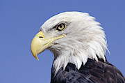 Bald Eagle Head Photograph by David Middleton
