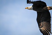 Bald Eagle in Flight Photograph by Eleanor Abramson Bald Eagle in Flight Photograph by Eleanor Abramson