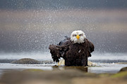 Bald Eagle Photograph by Milan Zygmunt