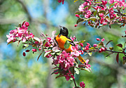Balitmore Oriole and Apple Blossoms Photograph by Andrea Kollo