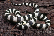 Banded Kingsnake Photograph by Craig K. Lorenz