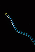 Banded Sea Snake Photograph by Jeff Rotman