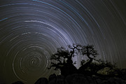 Baobab And Star Trails Botswana Photograph by Vincent Grafhorst Baobab And Star Trails Botswana Photograph by Vincent Grafhorst