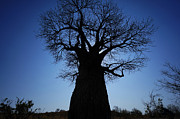 Baobab In The Okavango Delta Botswana Photograph by Hiroya Minakuchi