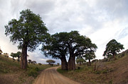 Baobab Trees Adansonia Digitata Photograph by Panoramic Images