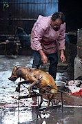 Barbecued Dog Carcass In A Chinese Market Photograph by Science Photo Library