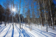 Bare Aspens Photograph by Darren White Bare Aspens Photograph by Darren White