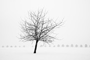 Bare tree in winter - wonderful black and white snow scenery Photograph by Matthias Hauser