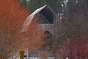 Barn Off Daisy Mine Road  Photograph by Loni Collins
