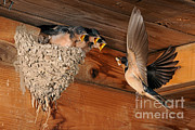 Barn Swallow Nest Photograph by Scott Linstead