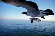 Barnacle Geese Flying Photograph by Science Photo Library