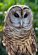 Barred Owl Photograph by Bernd Laeschke Barred Owl Photograph by Bernd Laeschke