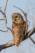 Barred Owl Okefenokee Swamp Georgia Photograph by Dawna Moore Photography
