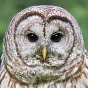 Barred Owl Portrait Photograph by Jennie Marie Schell Barred Owl Portrait Photograph by Jennie Marie Schell