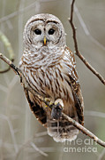 Barred Owl With Mouse Photograph by Scott Linstead