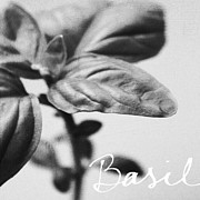 Basil Mixed Media by Linda Woods Basil Mixed Media by Linda Woods