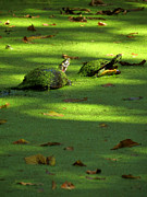 Basking Photograph by Azthet Photography