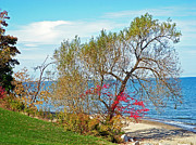 Beach Tree Photograph by Aimee L Maher ALM GALLERY Beach Tree Photograph by Aimee L Maher ALM GALLERY