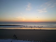 Beagle Birds Coming Dawn Photograph by Robert Banach