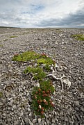 Bearberry Willow (salix Uva-ursi) Photograph by Science Photo Library