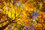 Beautiful autumnal trees yellow orange digital painting Painting by Matthias Hauser