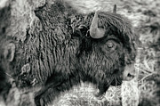 Beautiful Beast - Yellowstone National Park - Wyoming Photograph by Bruce Friedman
