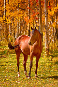 Beautiful Horse in the Autumn Aspen Colors Photograph by James BO Insogna