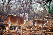 Beautiful Horses Photograph by James BO Insogna