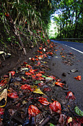 Beautiful Journey Photograph by Laura Tucker